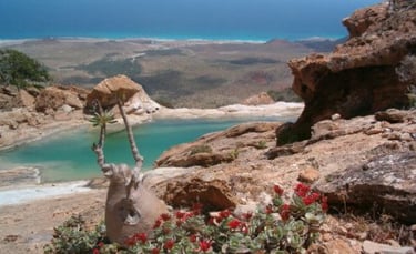 Socotra homhil