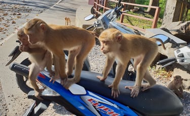 thailand phuket best viewpoints monkey hill