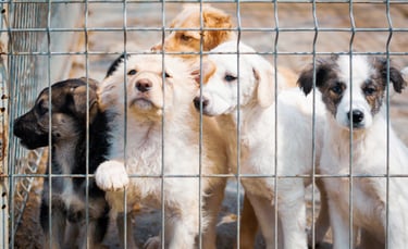 Plusieurs chiots derrière les barreaux dans un refuge pour animaux