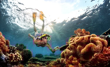 Menjangan Island Snorkeling
