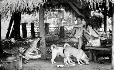 2 Thai ladies feeding some street dogs in Thailand