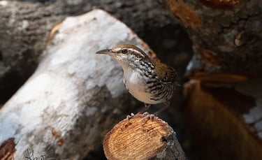 A Banded Wren with black and white banding on its flanks sits on a log in Sumidero Canyon