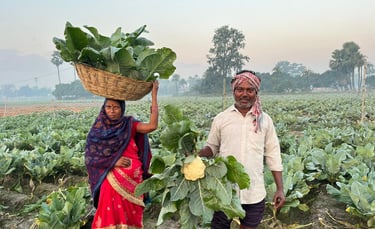 Indian farmers harvesting fresh NXG cauliflower and green leafy vegetables in a rural field.
