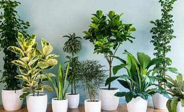 lawn grass suppliers in Vijayawada