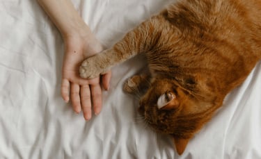 Patte de chat et main