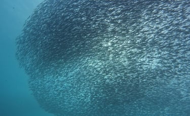 sardines run in Mactan, Cebu