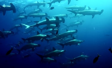 Diving with hammerhead sharks — Cookson Adventures expedition supporting marine research.