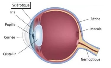Yeux Iris