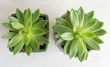 fertilizer tips for succulent plants