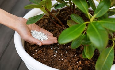 how to fertilize houseplants the right way