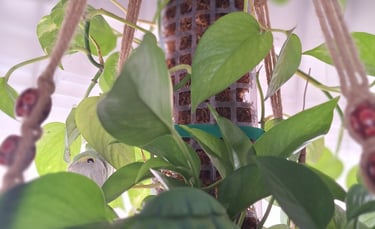 how to set up a moss pole for climbing plants
