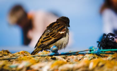 Lumix, sparrow in San Andrews
