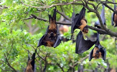 Nuit de la chauve-souris