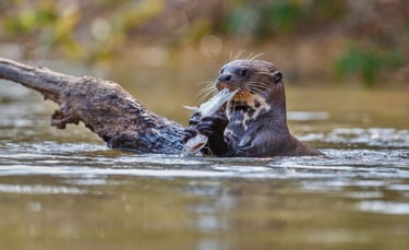 Partez à l’Aventure sur le Sentier de la Loutre