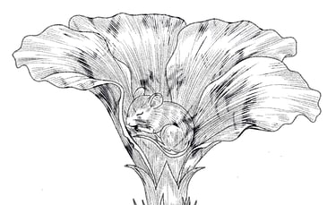 Ink drawing of a tiny harvest mouse sleeping inside a blooming morning glory flower.