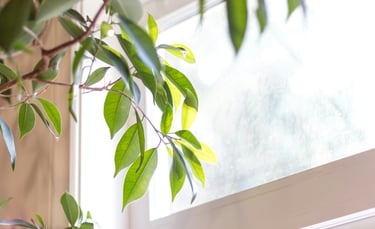 Natural sunlight brightening a room as an alternative turning on the lights and using electricity