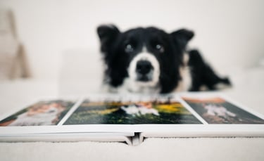 Kutya egy fotóalbum mögött