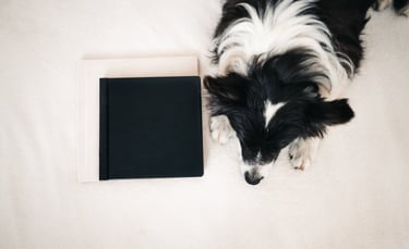 Border collie két fotóalbum mellett