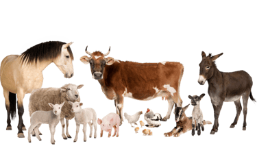 Ostéopathie sur animaux