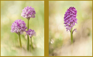 links: Dreizähniges Knabenkraut, rechts und unten : Dietrich-Knabenkraut