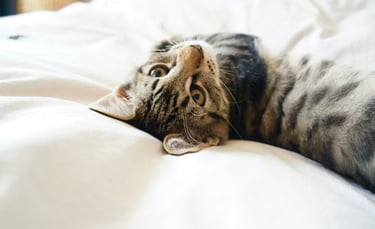 a pet cat lying on a bed for animal healing