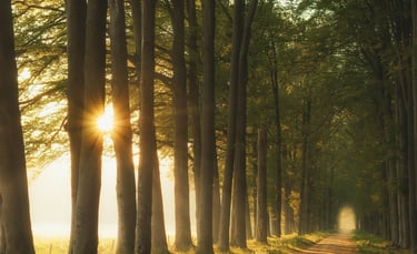 Sunlight through an avenue of trees representing a spiritual journey