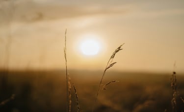 Golden Hour view of the sun with plants representing subtle energy