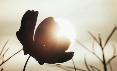 sun shining through a flower signifying clean energy