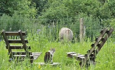 uitzicht op bloemenweide