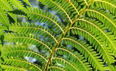 Sunlight filters through vibrant green fern fronds in a lush forest setting.