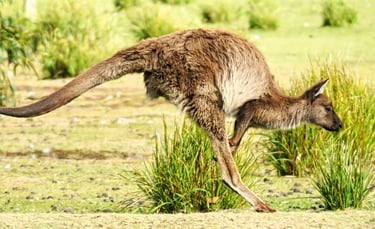 a kangaroo hopping