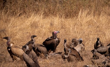 un groupe de différents vautours dans la savane du Botswana en safari
