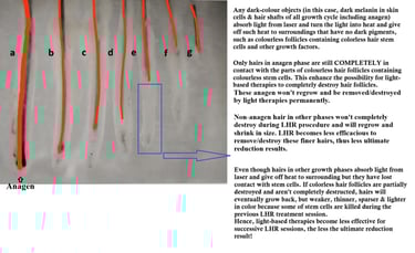 human-hair-follicles-of-various-growth-stages