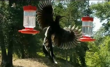 Roadrunning v Hummers