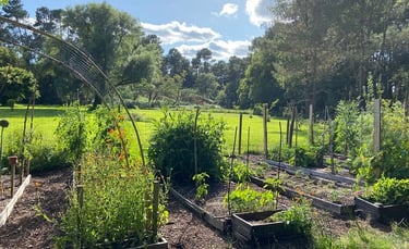 Jardin potager avec des oyas