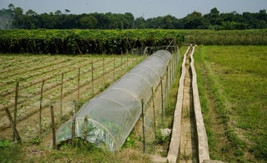 Sustainable farming in Duttapukur.