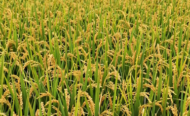A serene farm pond reflecting the blue sky with green trees around, hinting at natural farming