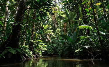 A high-quality photo of a lush Indonesian peat swamp forest with sunlight filtering through the canopy, highlighting the deep green and water elements.