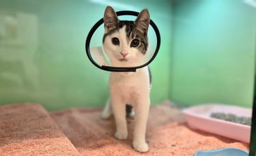 The Woodbridge Vets - Reason Marketing Marketing Consultant