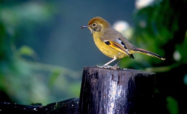 Chestnut-tailed Minla, Doi Inthanon, November 1999.