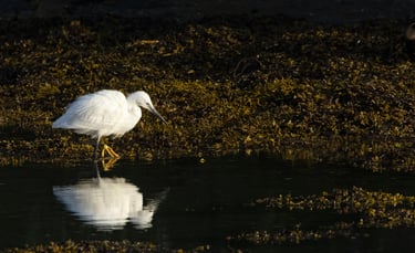 Little Egret in Bjørnafjorden 8 May 2026