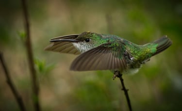 Birdwatching Abra Malaga Machu Picchu & Manu National Park 10 Days