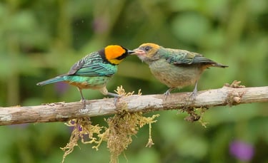 Peru Birdwatching Tours
