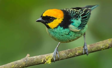 Birdwatching Abra Malaga Machu Picchu & Manu National Park 10 Days