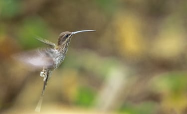 Birding Expedition Vilcabamba Cloud Forests 6 D/5 N