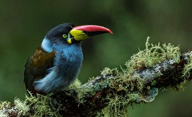 Colombia Andes Bird Photography Tour 14 Days in the World’s Bird Capital