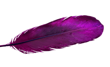 Purple sparrow feather, making decisions light with clarity