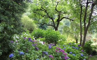 a garden with flowering bushes and trees