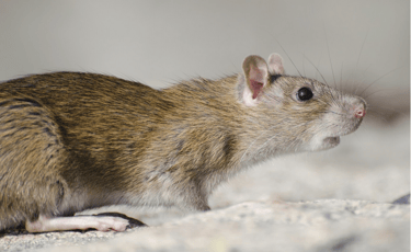 souris