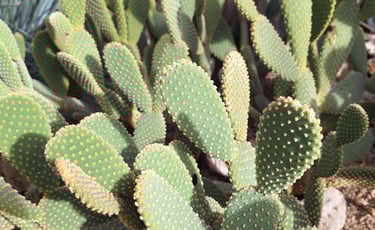 a number of green cactus plants